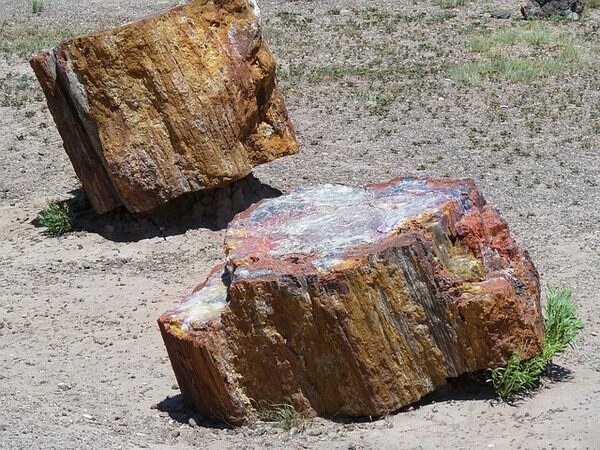 Petrified logs in the Petrified Forest National Park